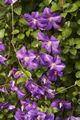 Clematis Jackmanii Powojnik